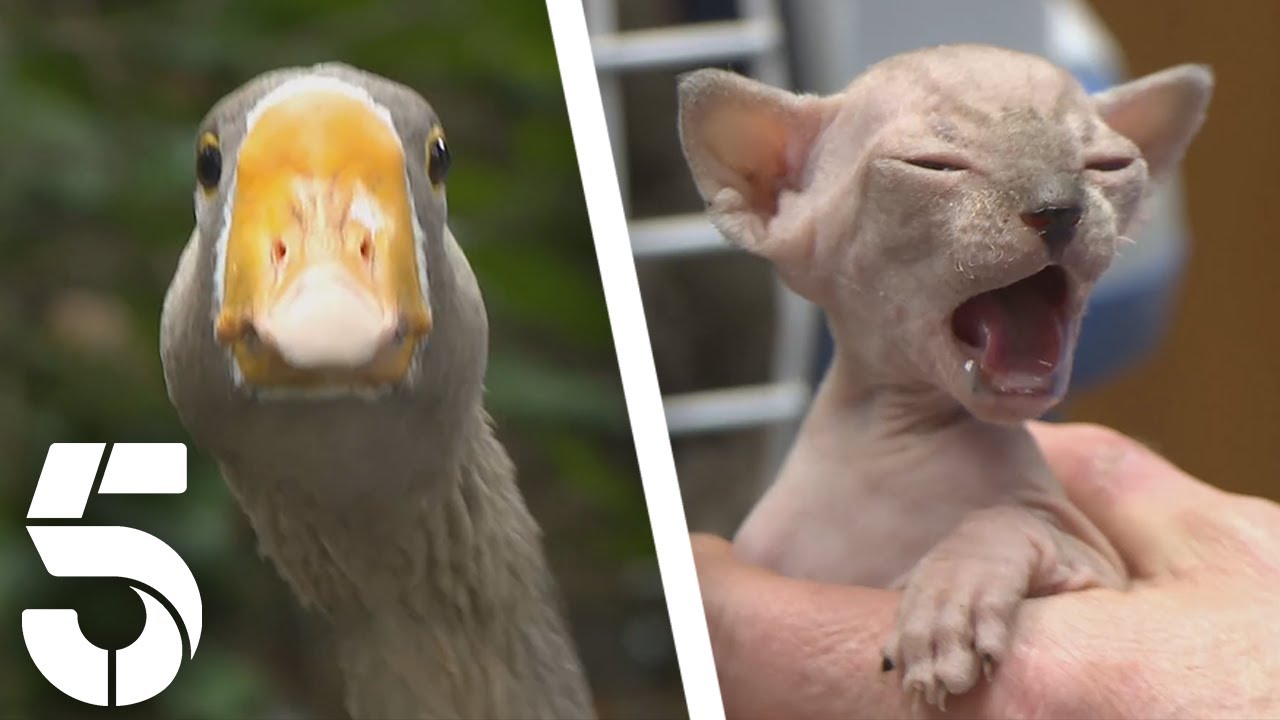 Yorkshire Vet Saves Geese's Love Life | The Yorkshire Vet | Channel 5