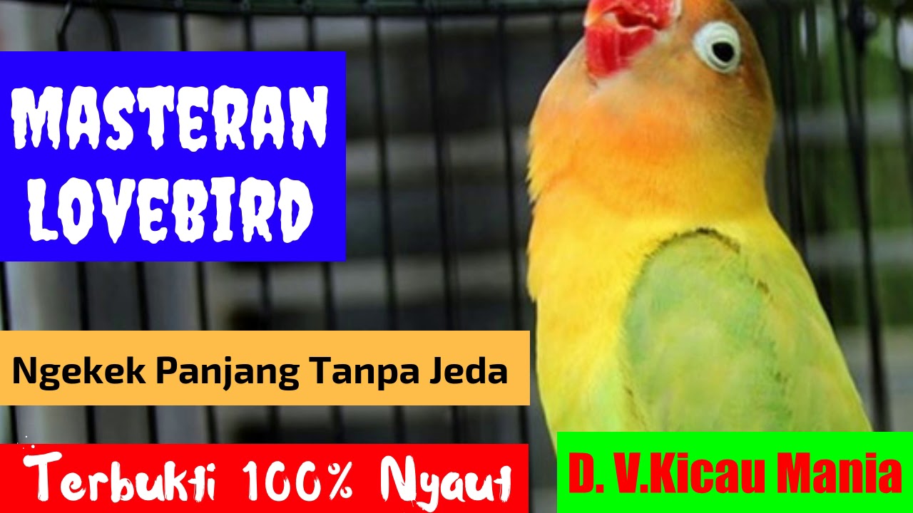 Masteran Lovebird Paling Dicari Audio Lovebird Ngekek Panjang 1 Jam Tanpa Jeda Terbukti Ampuh