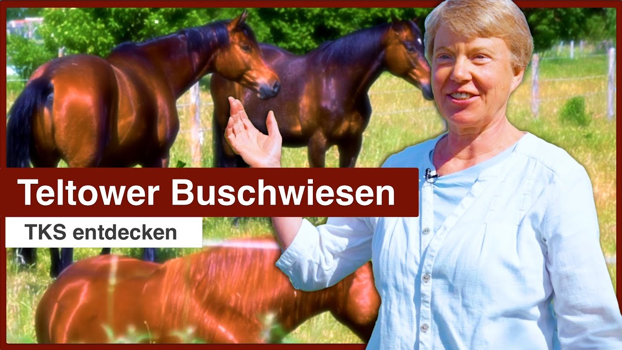 Teltower Buschwiesen -TKS entdecken-