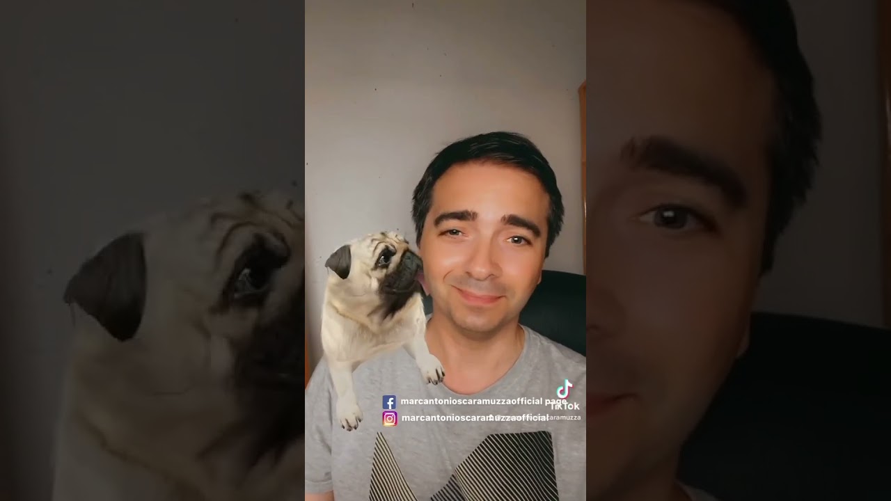 Animali divertenti 