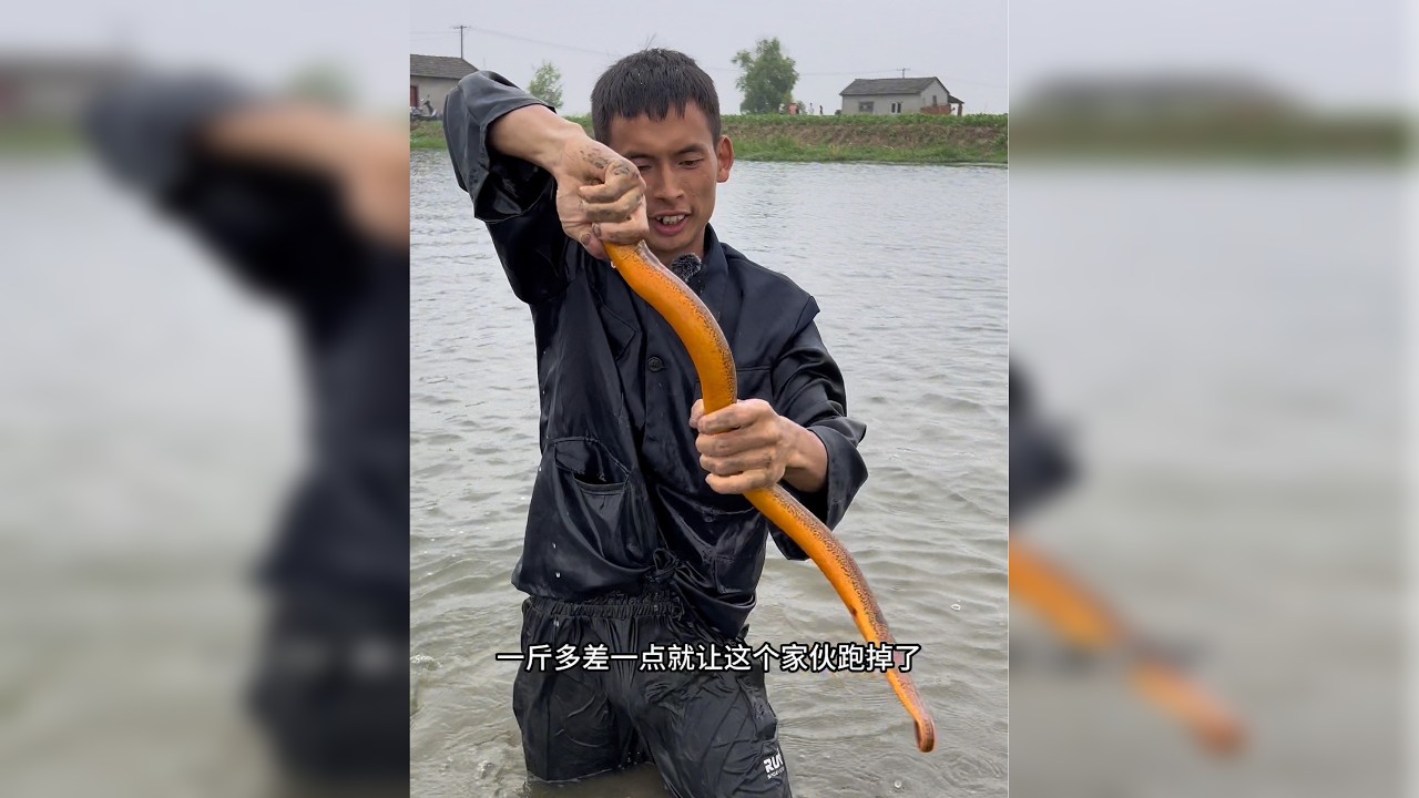 爷爷虾塘抓着太过瘾了，还抓了一条金色鳝鱼