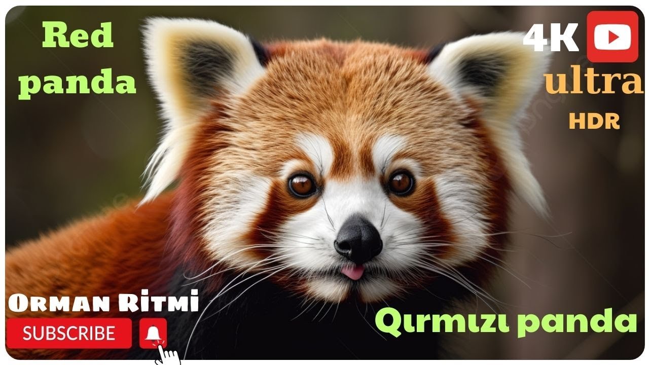 Red Pandas- Endangered  4K  HD  (Qırmızı pandalar- Nəsli kəsilmək üzrə)