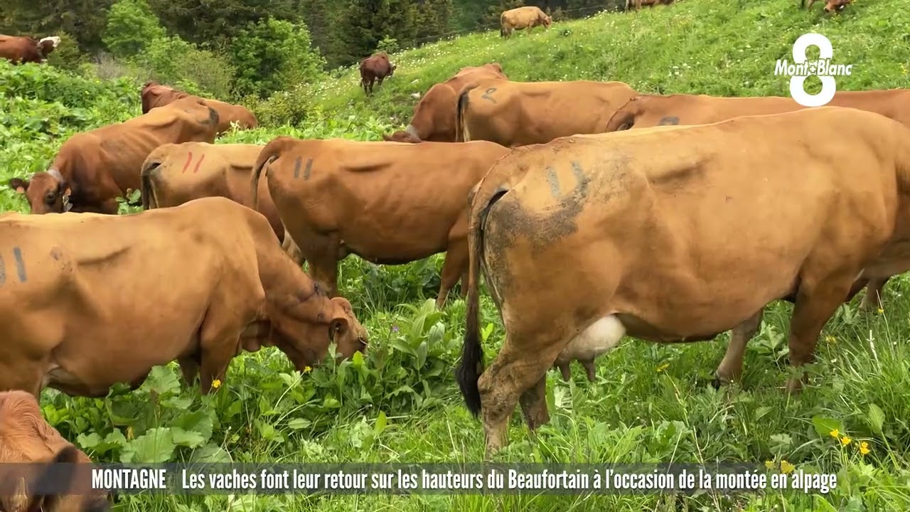 Les vaches font leur retour sur les hauteurs du Beaufortain