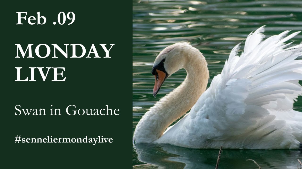 Monday Live – A Swan in Gouache