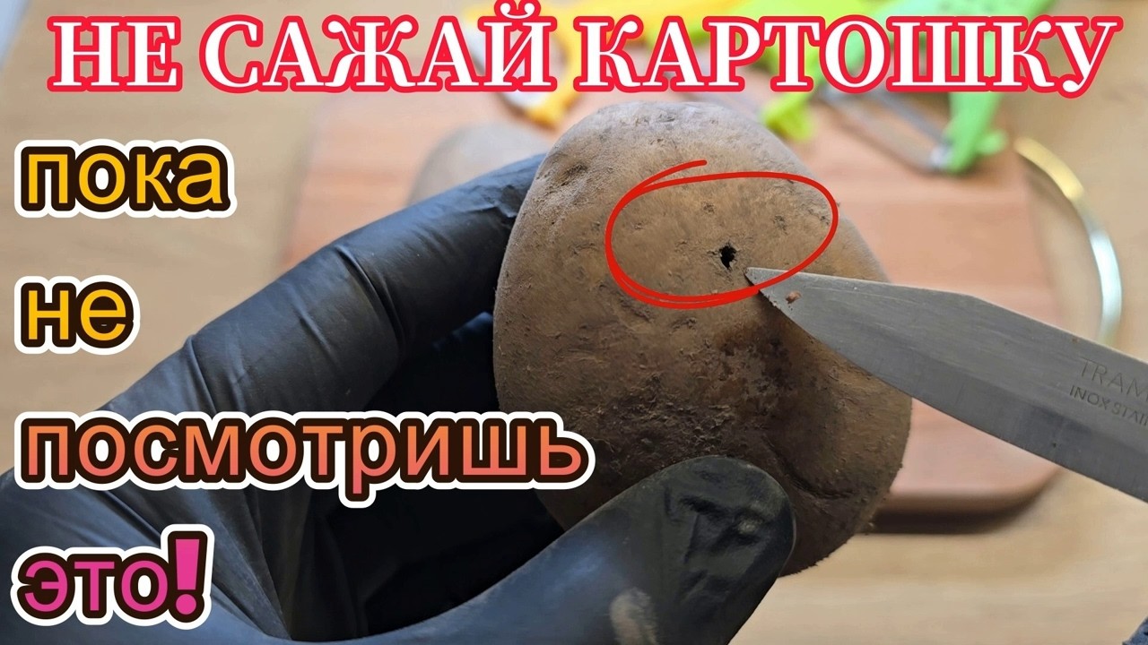 НЕ САЖАЙ КАРТОШКУ, пока не посмотришь это! Секрет ведра с куста