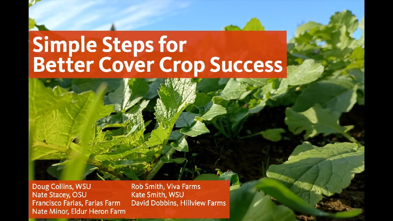 Simple Steps for Cover Crop Success
