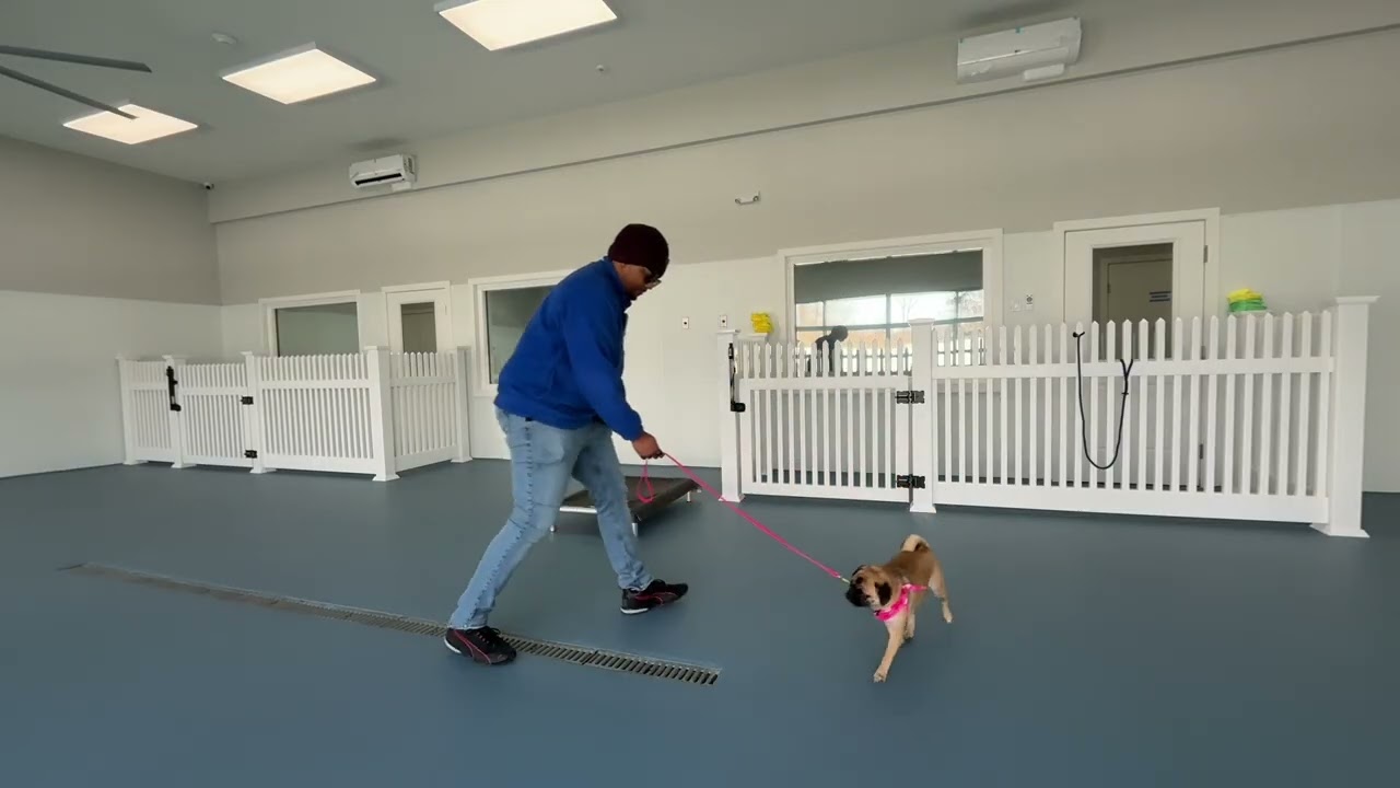 Lolly- Working on sit, look, down, recall, leash walking, leave it, place, off, and wait.