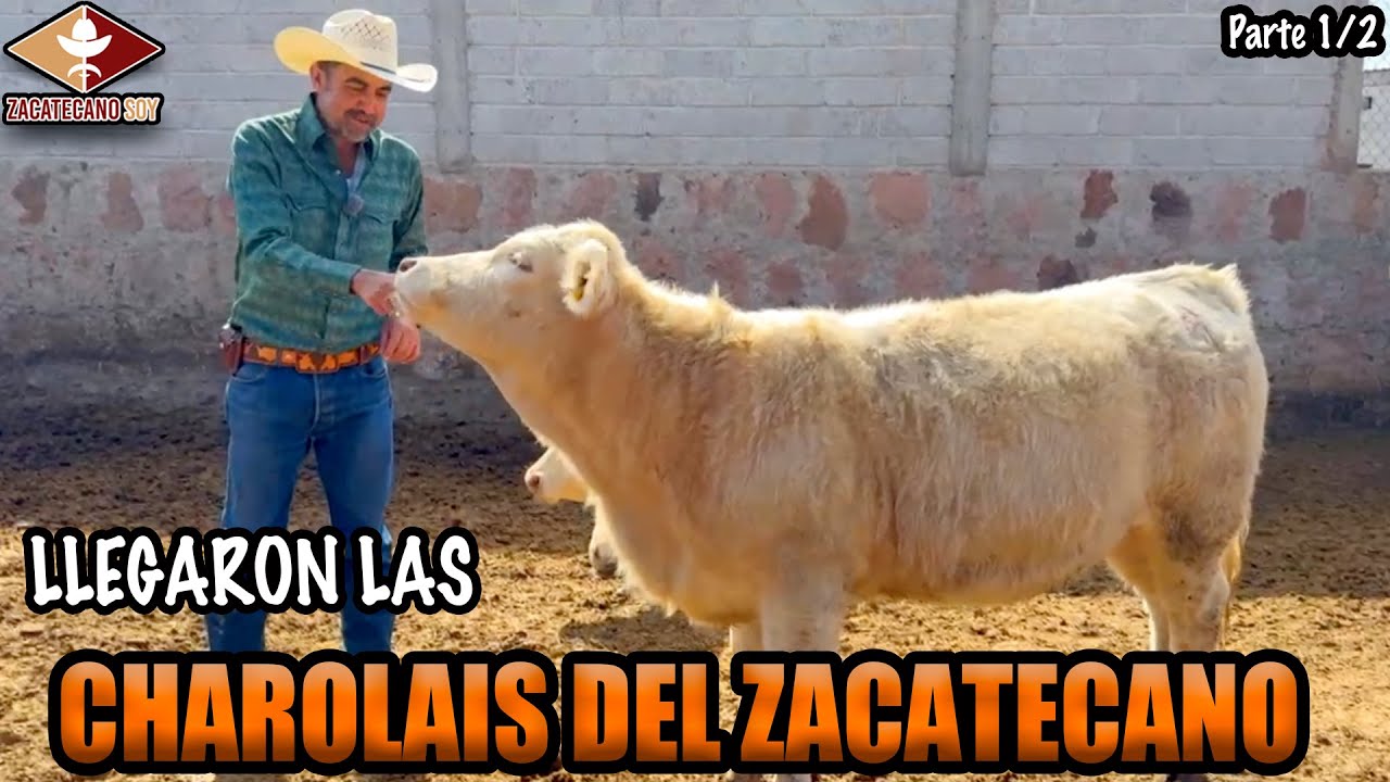 EL SUEÑO DEL ZACATECANO ver vacas en su rancho