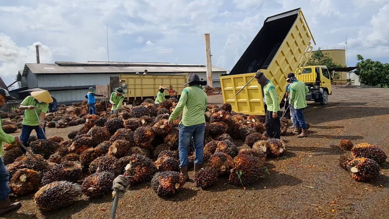 rasanya bongkar TBS KE PABRIK KELAPA SAWIT menggunakan mobil DUMP TRUK