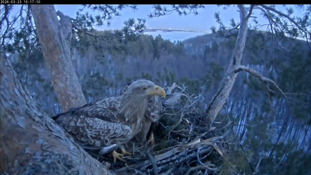 23.03.2026 Камычи. Чулман и Кама явились ночевать в гнездо. 