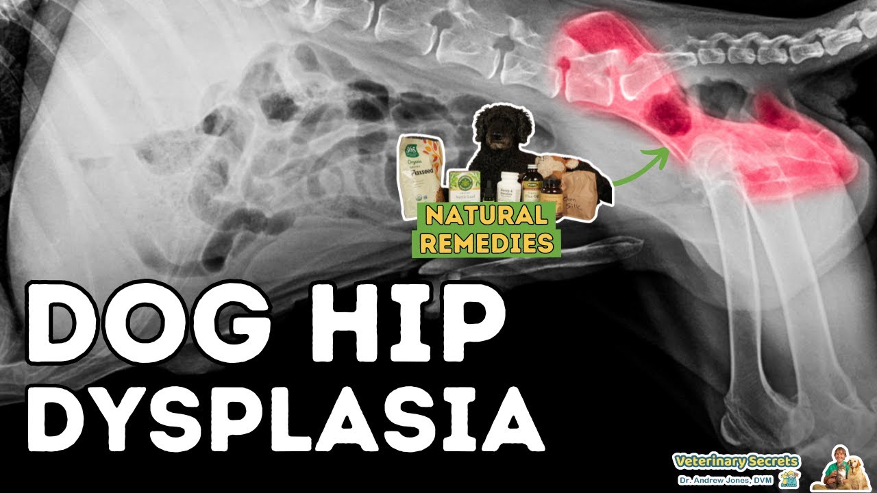 Natural Remedies For Hip Dysplasia