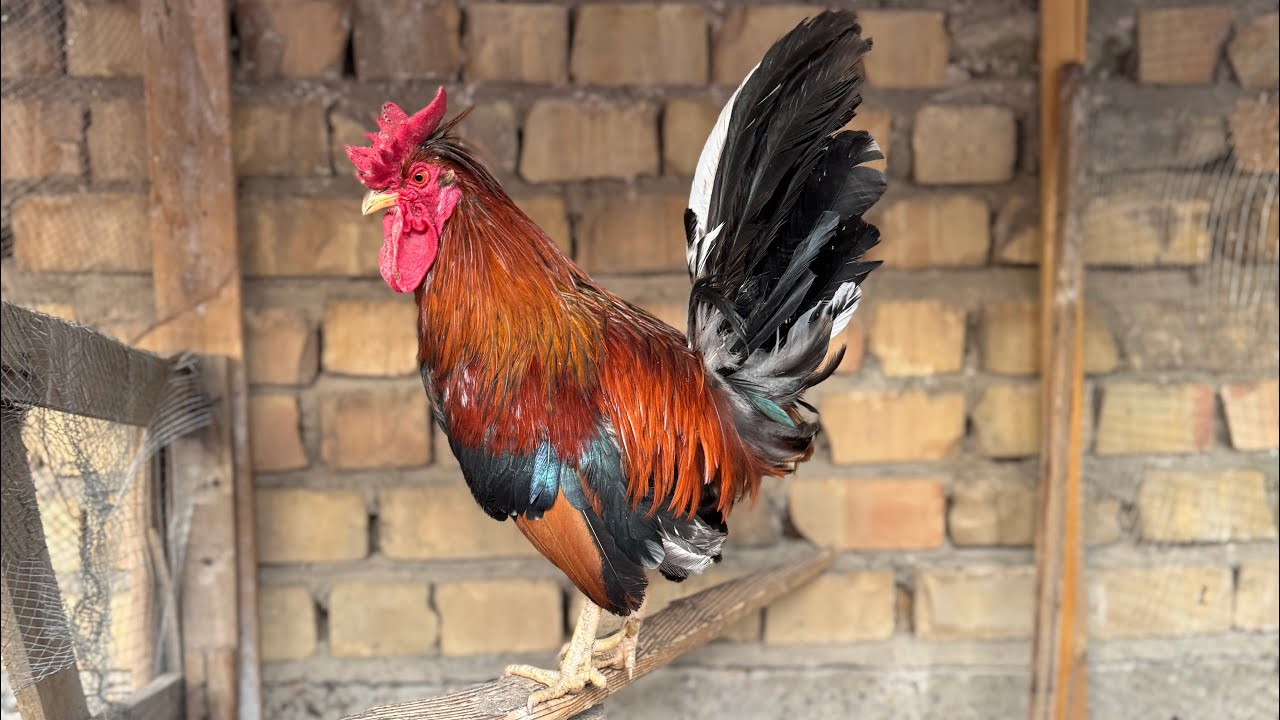 كتملت المحميه بل أكمل شاهد الصدمه +طلعت عدنه وجبه مال أفراخ 🐥