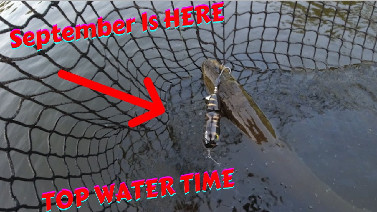 SEPTEMBER 2022 MUSKY Fishing is Here!!! - TOP WATER Time!