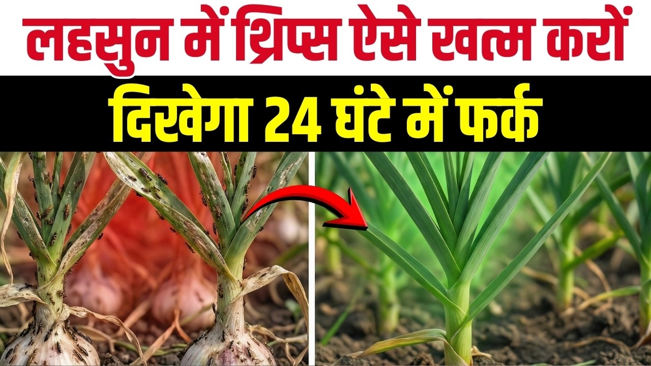 लहसुन में थ्रिप्स का सफाया! टॉप 5 कीटनाशक जो 24 घंटे में दिखाएँ असर