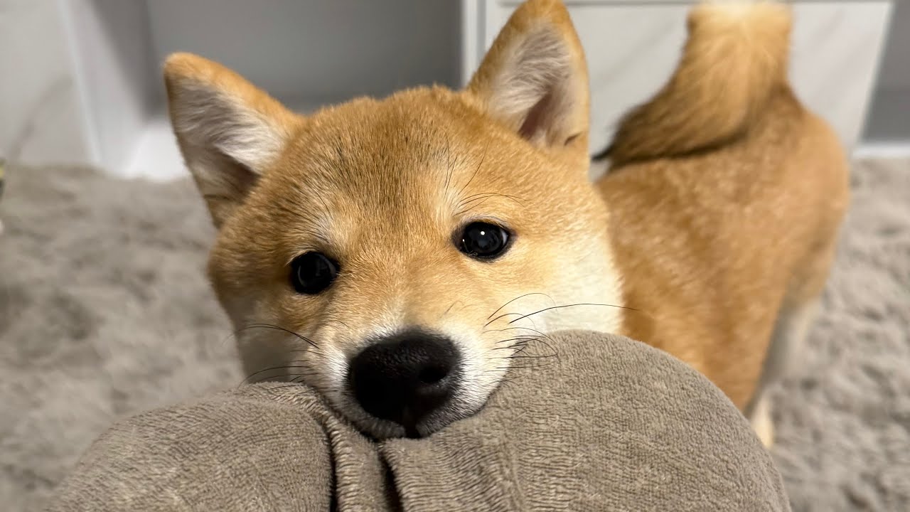 【vol.35】体調万全✊元気いっぱいのおまめです🐕
