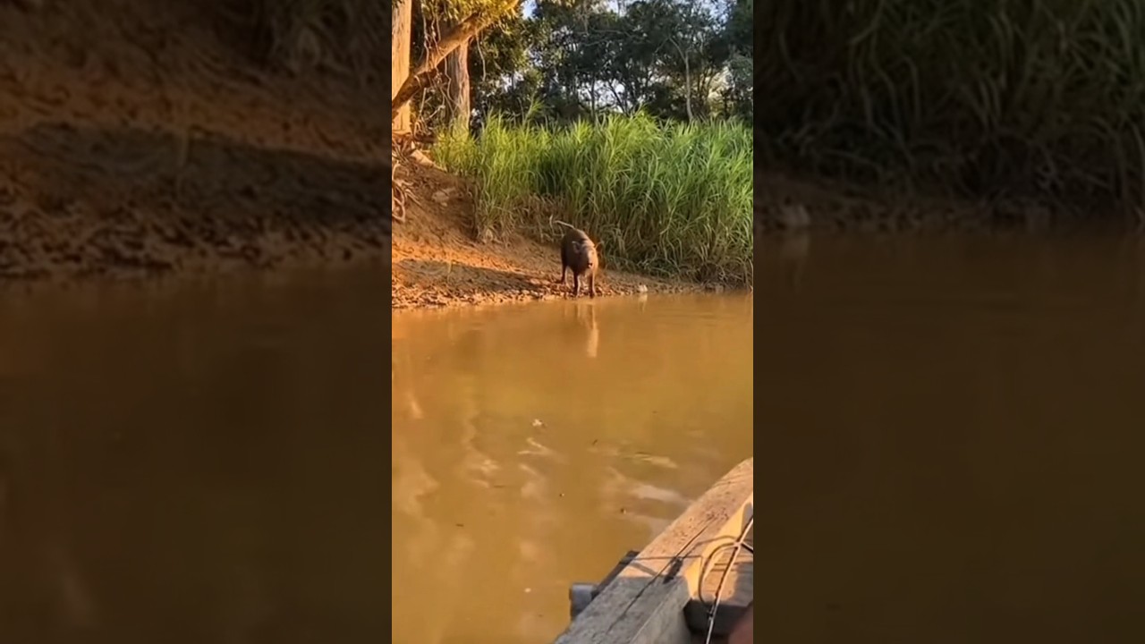 Leopard Ambushes Deer Right in Front of Tourist | Raw Jungle Phone Footage