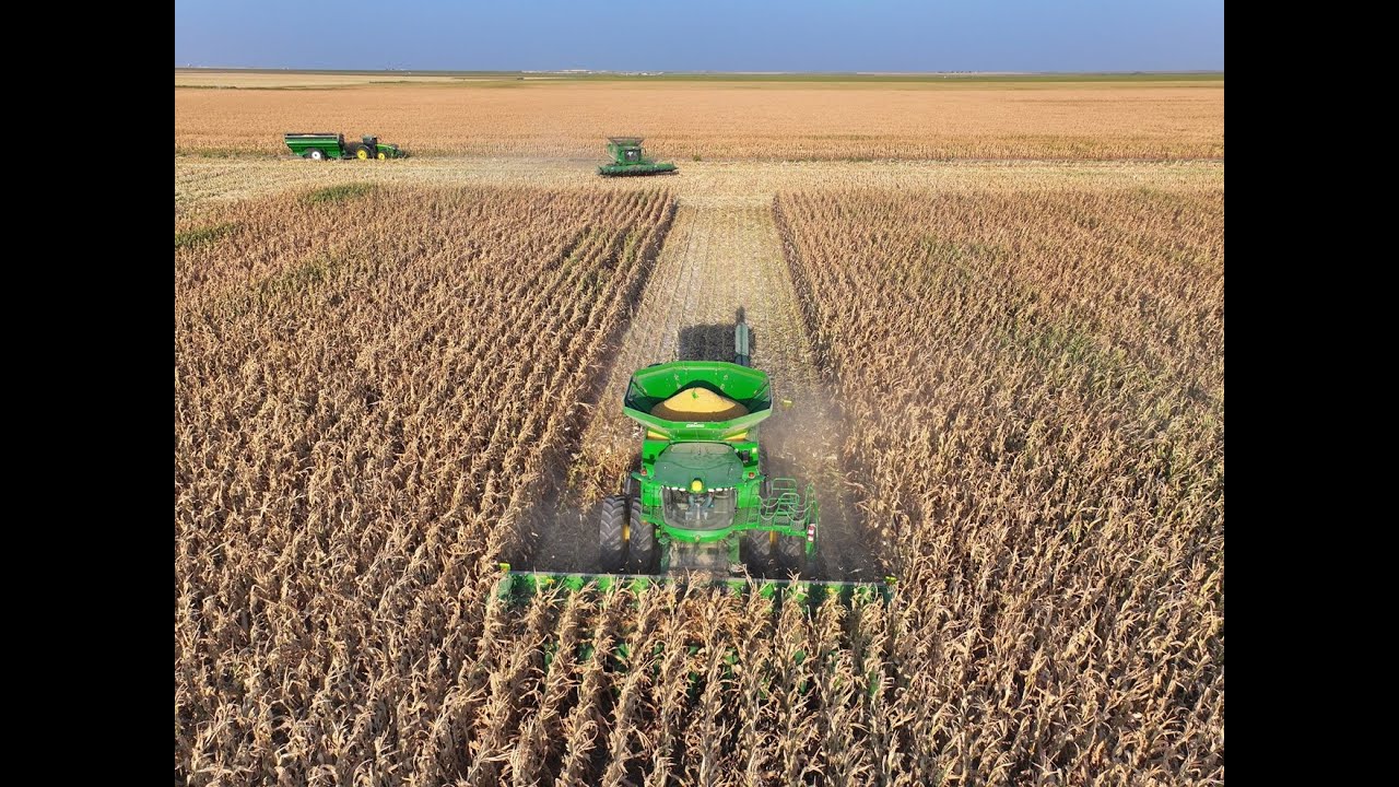 Corn Harvest 