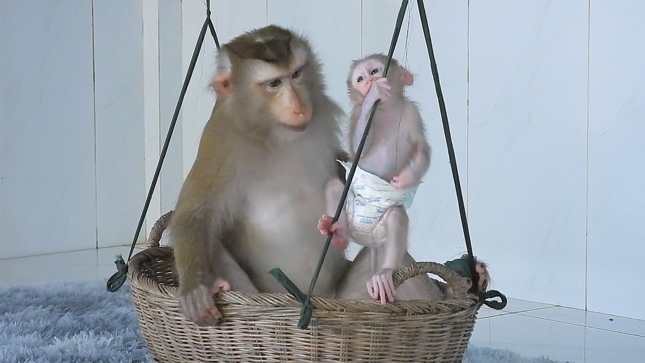 Mommy Luna With Baby Luka Sitting In Basket And Swing Together