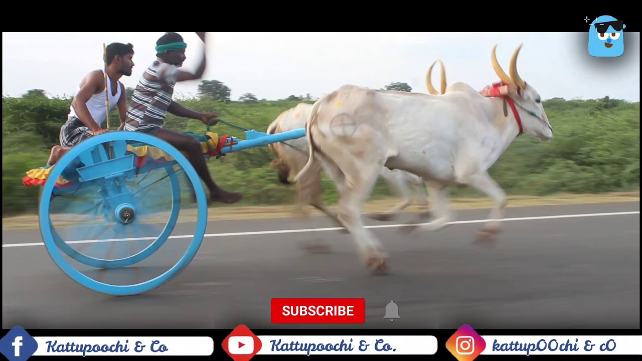 அரளிக்கோட்டை மாட்டுவண்டி பந்தயம் | தமிழர் திருநாள் சிறப்பு பந்தயம் | Mattuvandi Pandhayam Rekla 2020
