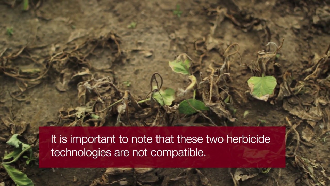 Dicamba and 2,4-D off-target movement