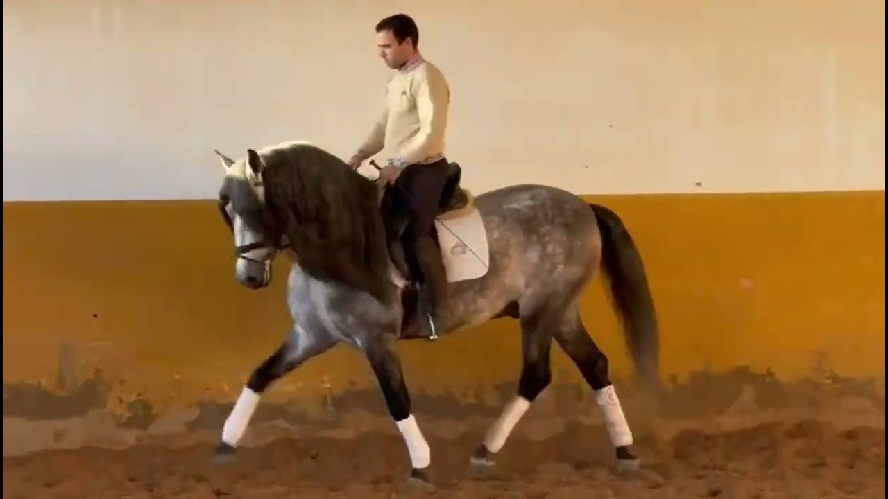 FAIRYTALEHORSE ALDEANO