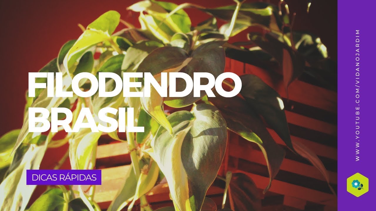 Filodendro Brasil
