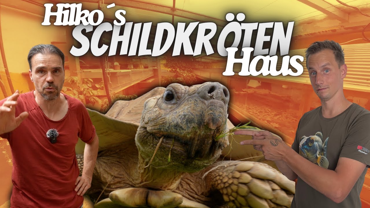Profi tipps zur Schildkröten-Haltung - Antworten auf eure Fragen