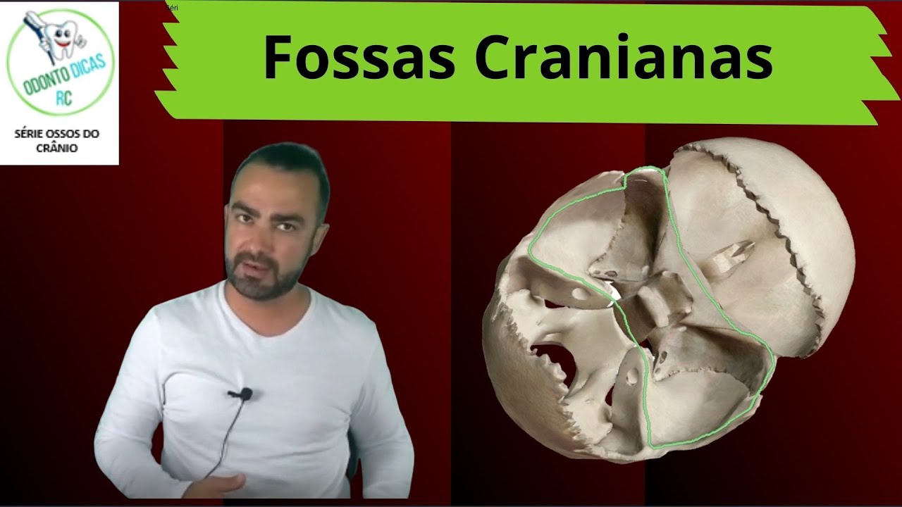 Ossos do crânio: fossas cranianas 5/8