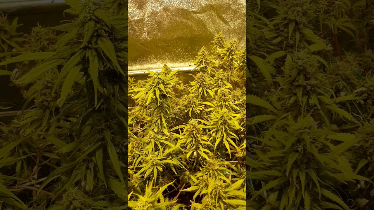 Malawi Ace Seeds Bl&uuml;tetag 68