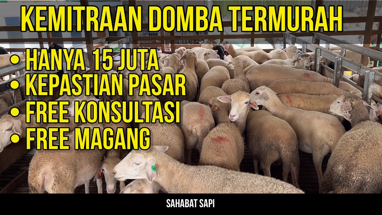 MODAL 15 JUTA BISA PUNYA USAHA DOMBA | GARANSI PEMBELIAN DAN MAGANG LANGSUNG DI FARM