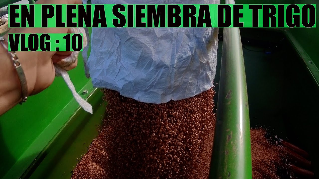 En plena SIEMBRA DE TRIGO !!  //  #10