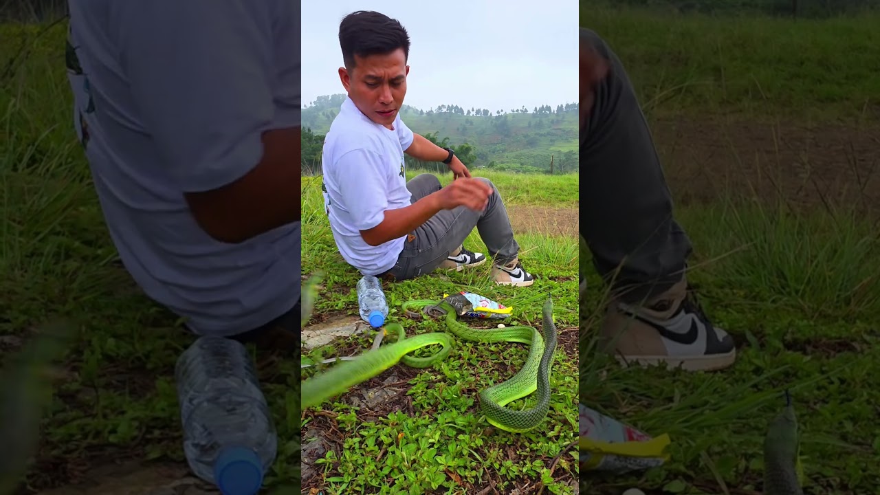 Sitting with 3 Green Snakes! 😱 Wild & Calm Moment in Nature 