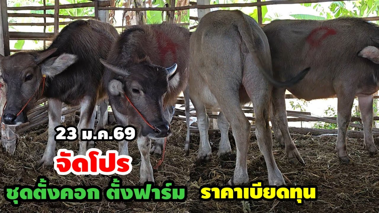 23 ม.ค.69 / จัดโปร!! ชุดตั้งคอก ตั้งฟาร์ม..ราคาเบียดทุน @คอกน้องแนน