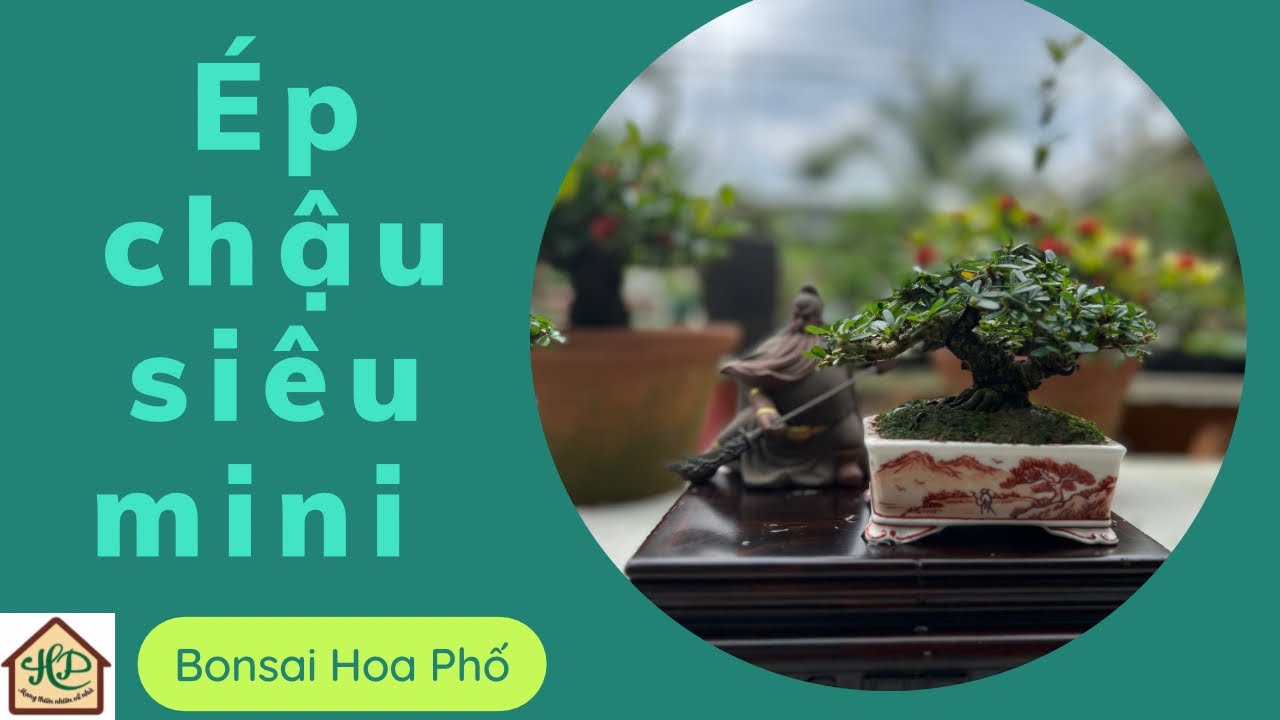 Bonsai Siêu mini Linh Sam 86; Mai Chiếu Thuỷ (ép chậu) ngày 8/1/2023