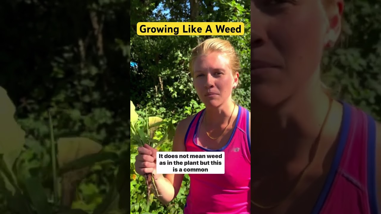 Growing Like A Weed 🌱 #americanenglish #slang #americanphrase #esl #learnenglish #studyenglish