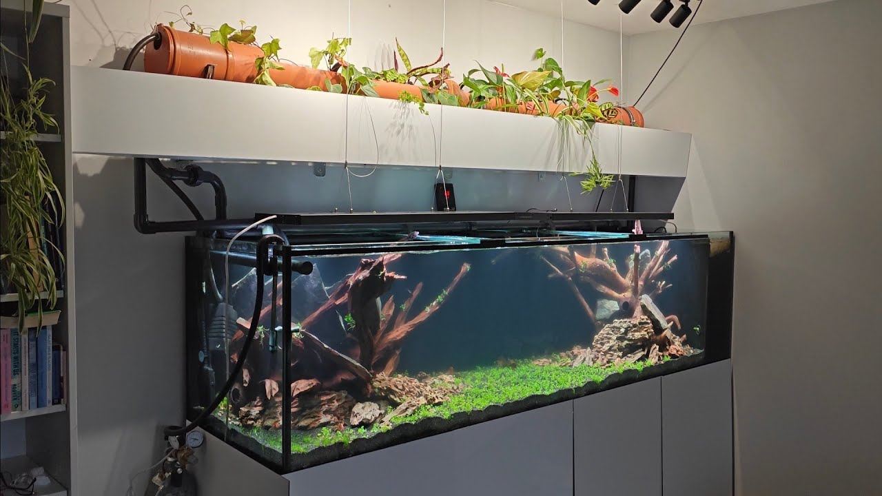 005. Akwarium 1000l. Drugi dzień po starcie &ndash; CO2, pierwsze ryby i zabudowa hydroponiki!