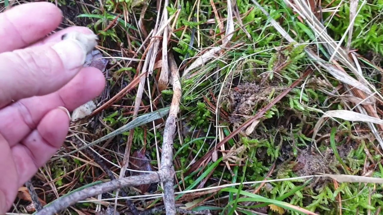 Marzuolus de diciembre