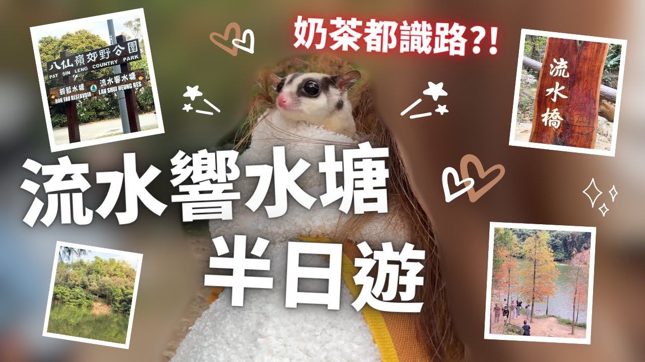 【情侶Vlog】#流水響水塘 睇 #紅葉｜我家寵物都識路｜天氣唔夠凍？｜#寵物友善 #郊野公園