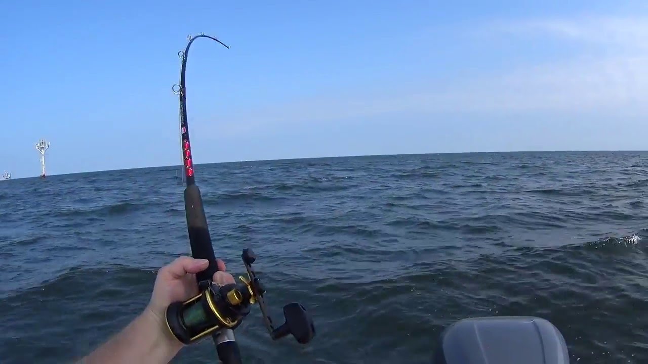 may 20, 2016 jack crevalle