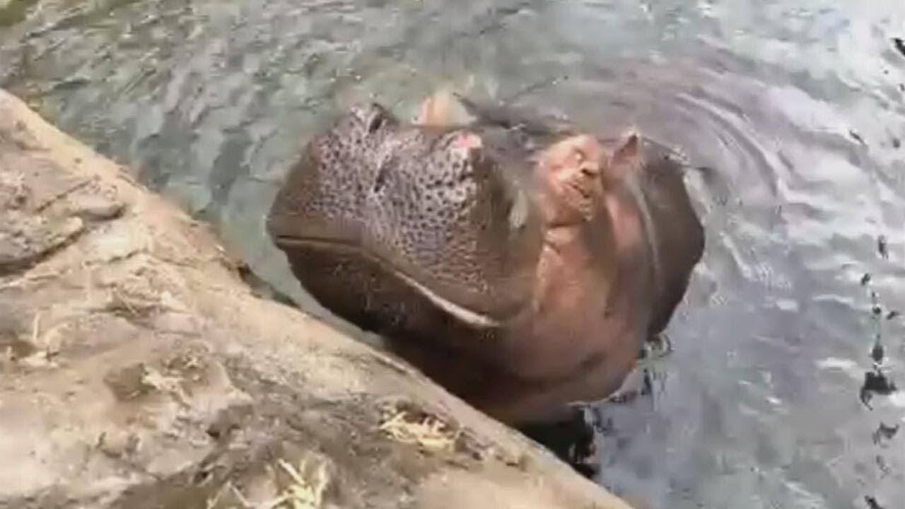 Watch: Hippo Handler At The Cincinnati Zoo Discusses Fiona The Hippo's 6th Birthday