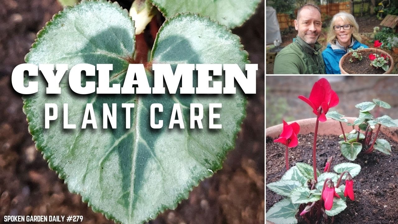 ✔ Cyclamen Plant Care - SGD 279 ✔
