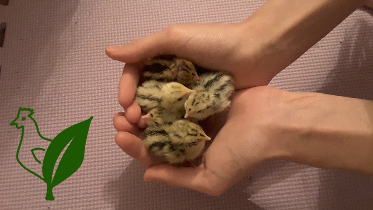 Cute Quail Antics