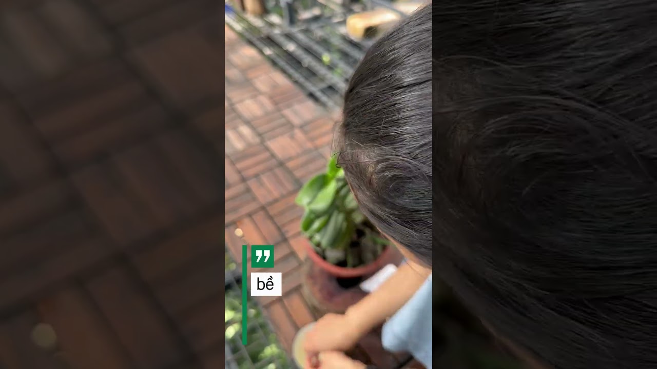 GE lau lá bóng giúp lan hấp thụ tốt chất dinh dưỡng