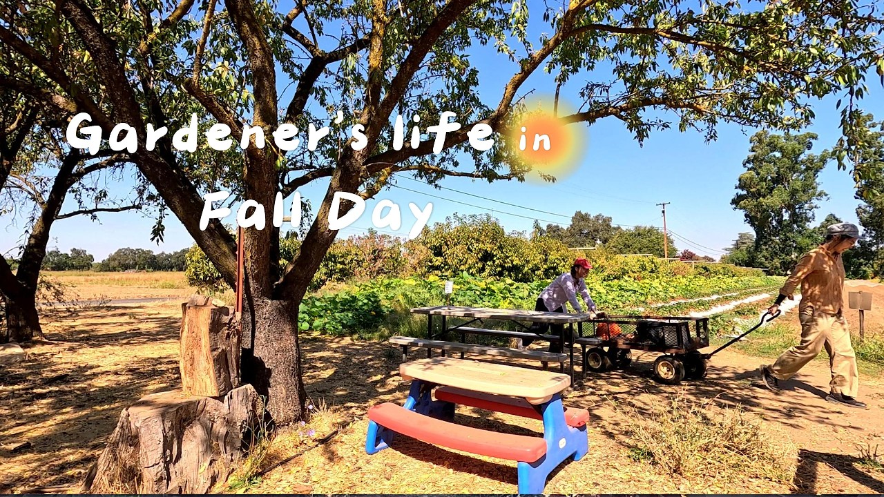 Gardener's life in Fall | Harvest fruits, Pumpkin hunting, and prepare for Autumn decoration