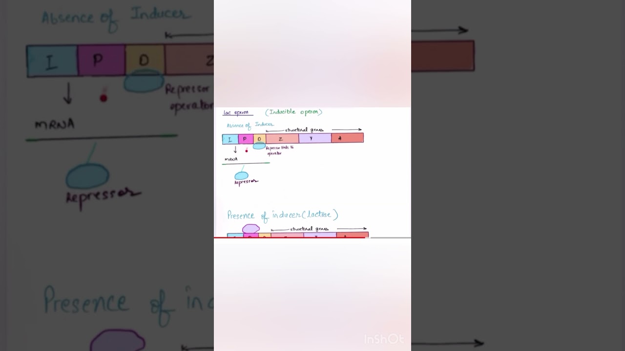 Regulation of gene expression#lacoperon #inducible operon #ytshorts #biology