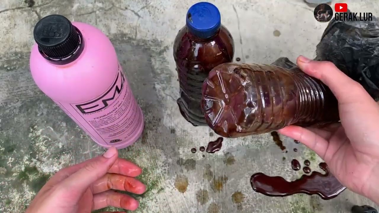 MEMBUAT BAKTERI STARTER KOLAM IKAN - FERMENTASI