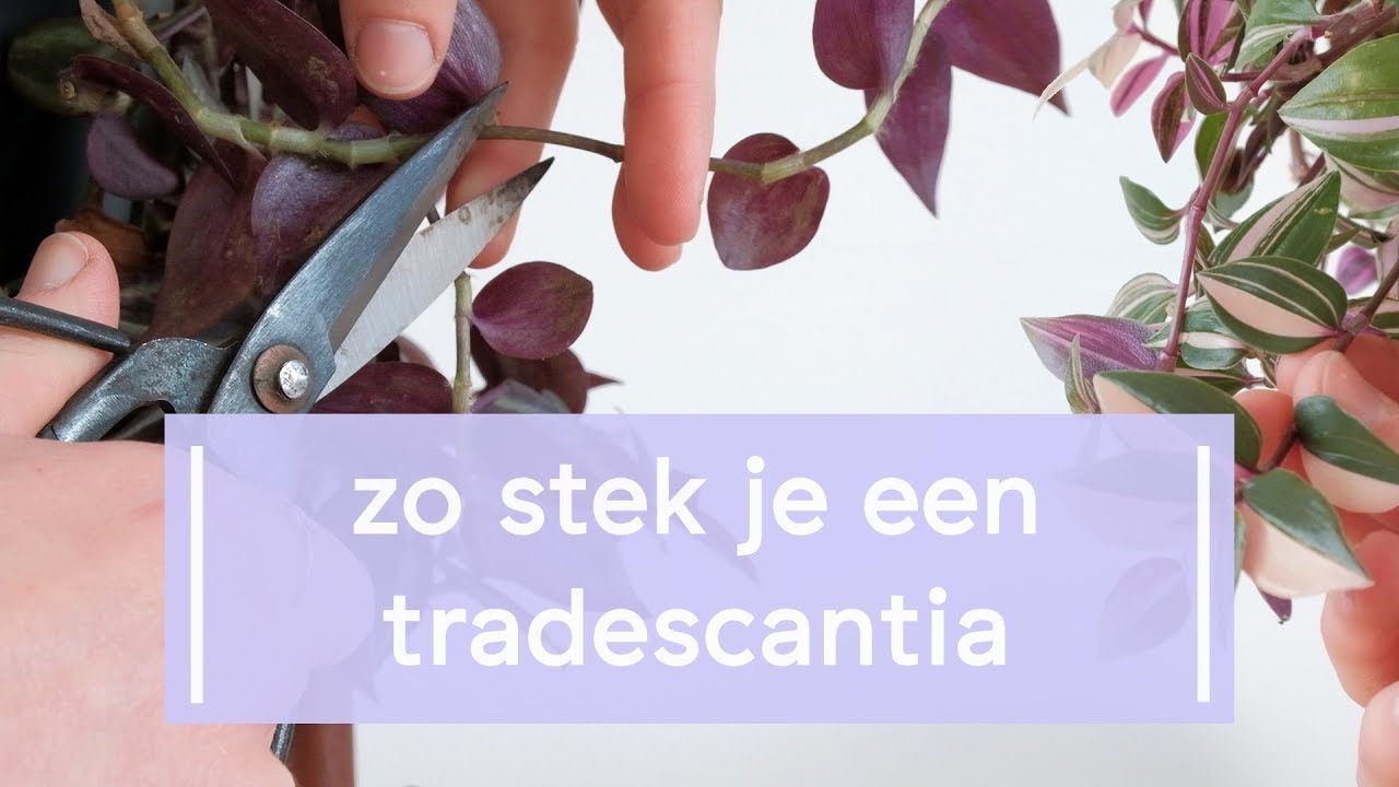 Zo stek je de Tradescantia