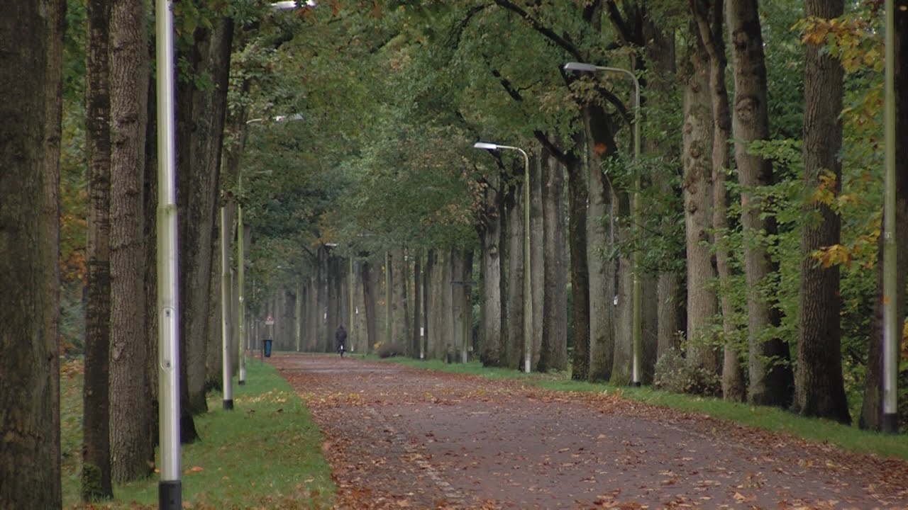 Gemeente plaatst extra camera's in Reeshof na berovingen