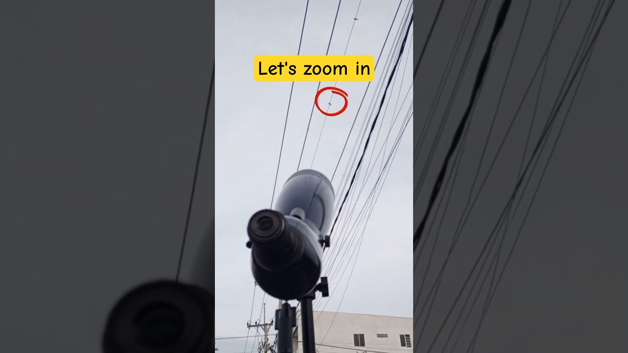 Zooming on a Bird on the Wire 🔭📱 #ZoomingSeries #zoomtest