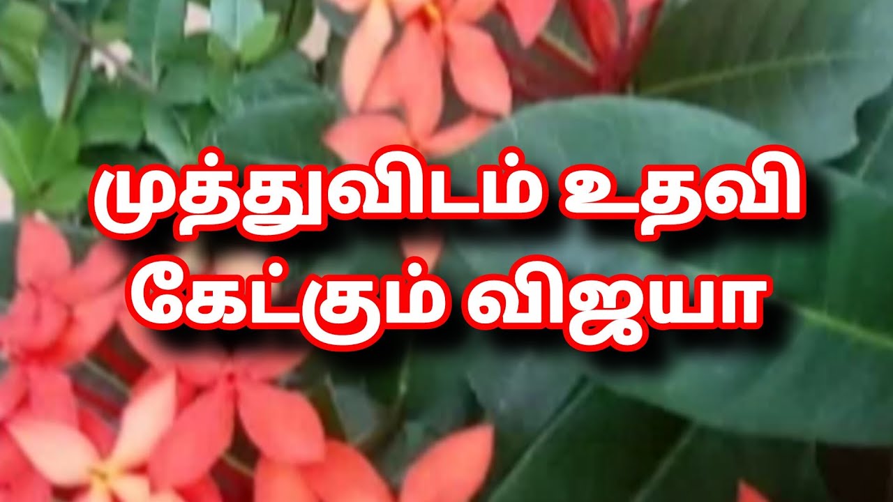 Siragadikka Aasai Prediction|19th to 20th January 2026|முத்துவிடம் உதவி கேட்கும் விஜயா|என் கணிப்பு